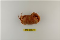 藏品(紅斑瓢蟹)的圖片